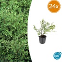 Schneebeere 'Hancock' 24er-Set (Symphoricarpos chenaultii) – winterharter Zierstrauch, Topf-Ø 9 cm, Höhe ca. 25 cm