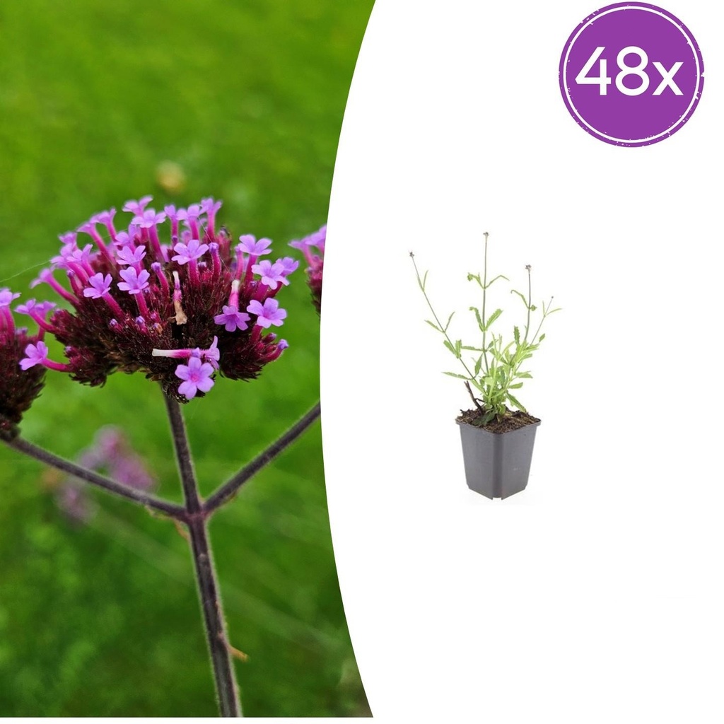 48x Verbena bon. 'Lollipop' - ↕10-25cm - Ø9cm