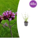 48x Verbena bon. 'Lollipop' - ↕10-25cm - Ø9cm