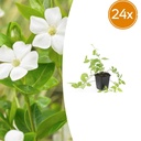 24x Vinca major 'Alba' - ↕10-25cm - Ø9cm