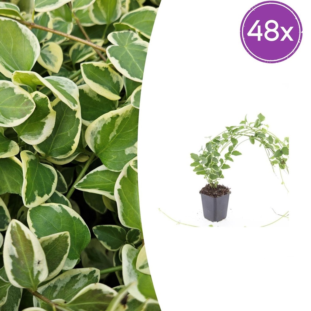 48x Vinca major 'Variegata' - ↕10-25cm - Ø9cm