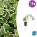 Großes Immergrün 'Variegata' 48er-Set (Vinca major) – winterharter Bodendecker, Topf-Ø 9 cm, Höhe ca. 25 cm