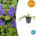 Immergrün 'Argenteovariegata' 24er-Set (Vinca minor) – winterharter Bodendecker, Topf-Ø 9 cm, Höhe ca. 25 cm