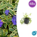 Immergrün 'Aureovariegata' 48er-Set (Vinca minor) – winterharter Bodendecker, Topf-Ø 9 cm, Höhe ca. 25 cm