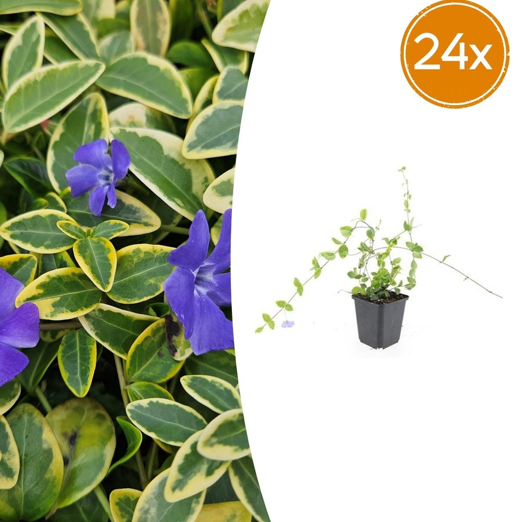 24x Vinca minor 'Blue and Gold' - ↕10-25cm - Ø9cm