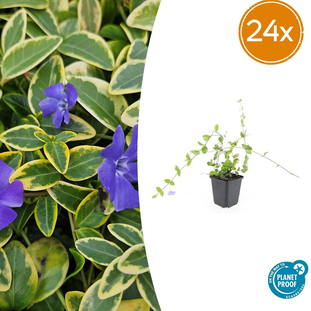 Immergrün 'Blue and Gold' 24er-Set (Vinca minor) – winterharter Bodendecker, Topf-Ø 9 cm, Höhe ca. 25 cm