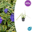 Immergrün 'Blue and Gold' 48er-Set (Vinca minor) – winterharter Bodendecker, Topf-Ø 9 cm, Höhe ca. 25 cm
