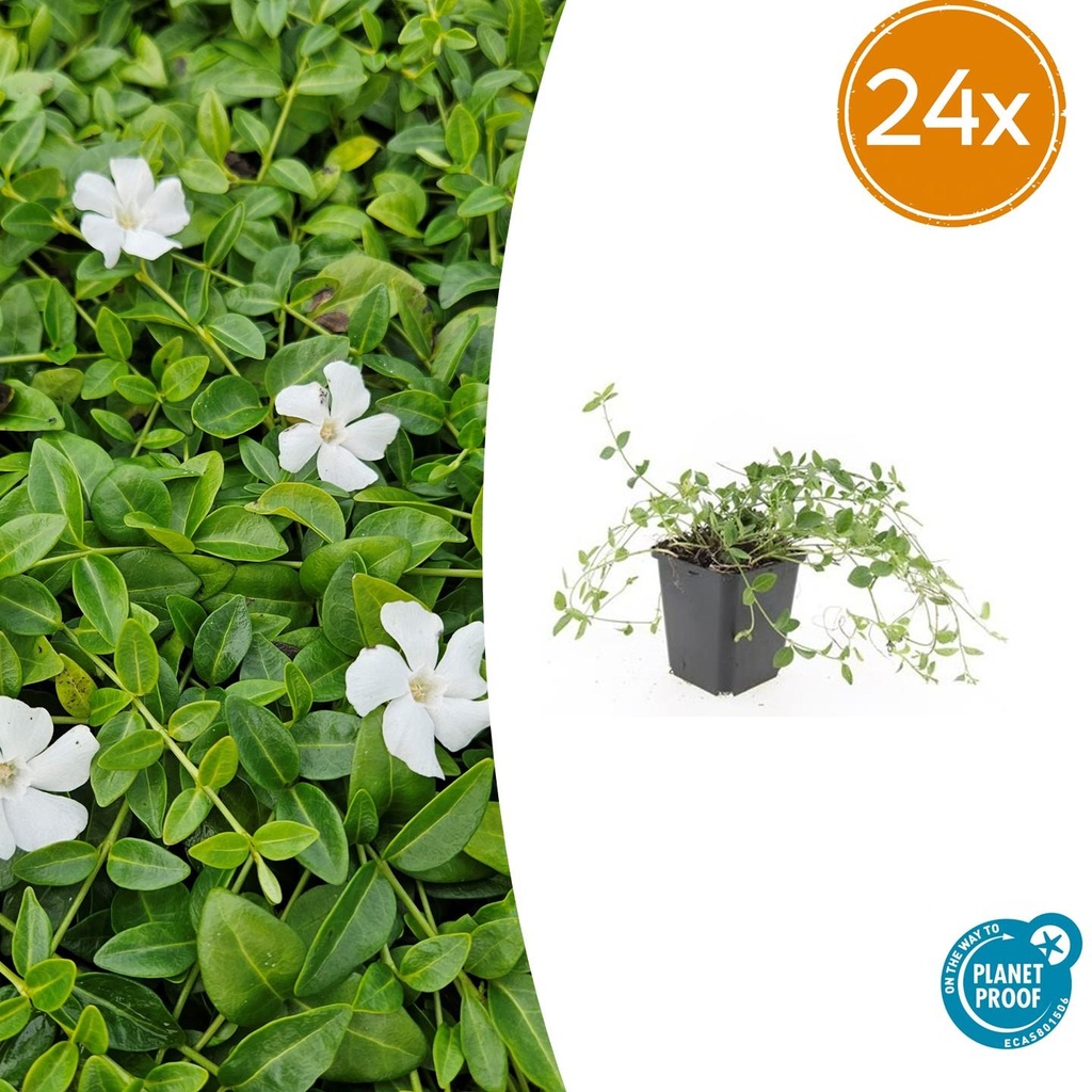 Immergrün 'Gertrude Jekyll' 24er-Set (Vinca minor) – winterharter Bodendecker, Topf-Ø 9 cm, Höhe ca. 25 cm