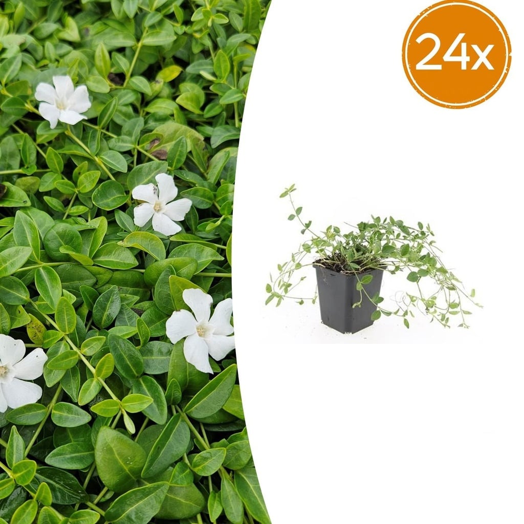 Immergrün 'Gertrude Jekyll' 24er-Set (Vinca minor) – winterharter Bodendecker, Topf-Ø 9 cm, Höhe ca. 25 cm