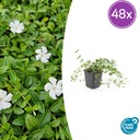 Immergrün 'Gertrude Jekyll' 48er-Set (Vinca minor) – winterharter Bodendecker, Topf-Ø 9 cm, Höhe ca. 25 cm