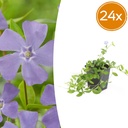 24x Vinca minor 'La Grave' - ↕10-25cm - Ø9cm