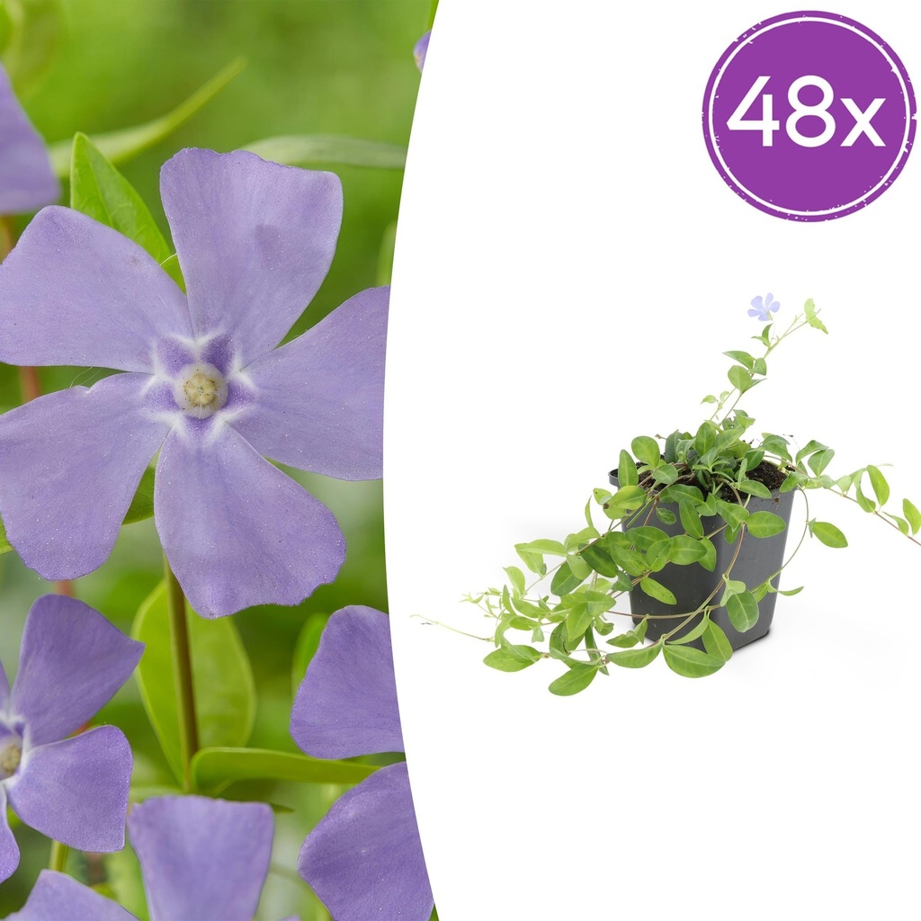 48x Vinca minor 'La Grave' - ↕10-25cm - Ø9cm