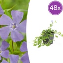 48x Vinca minor 'La Grave' - ↕10-25cm - Ø9cm
