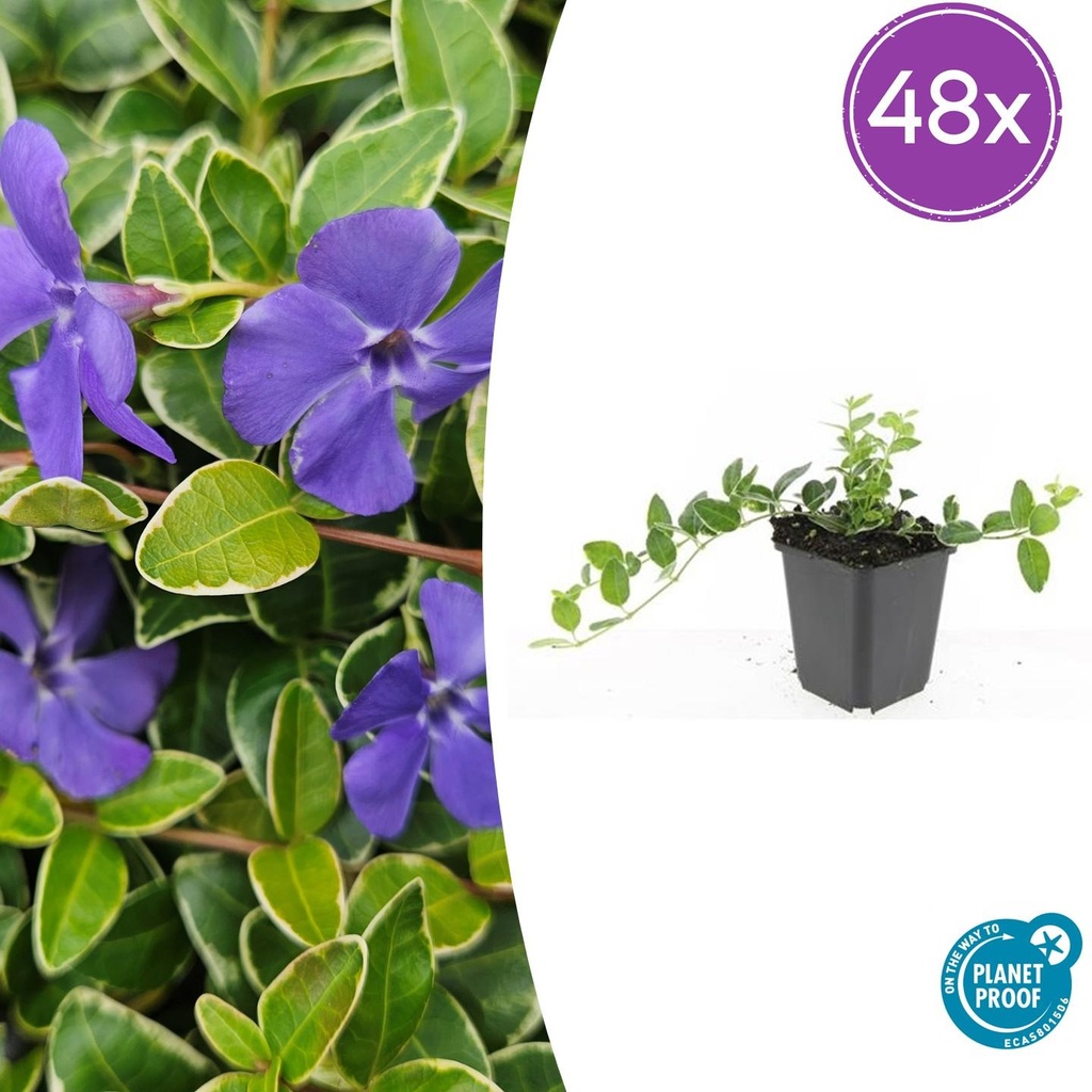 Immergrün 'Ralph Shugert' 48er-Set (Vinca minor) – winterharter Bodendecker, Topf-Ø 9 cm, Höhe ca. 25 cm