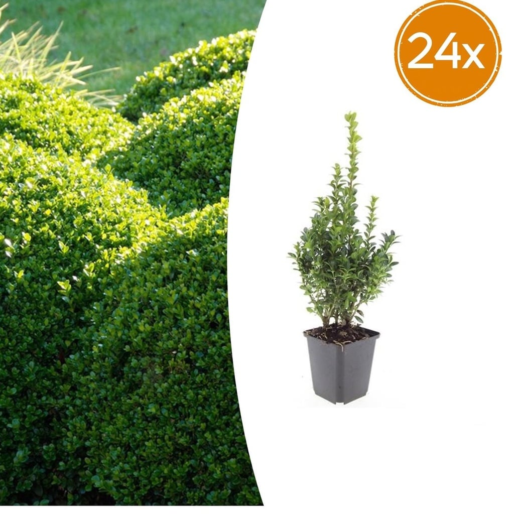 24x Buxus Sempervirens - ↕10-25cm - Ø9cm