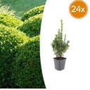 Gewöhnlicher Buchsbaum 24er-Set (Buxus sempervirens) – winterharter immergrüner Strauch, Topf-Ø 9 cm, Höhe ca. 25 cm