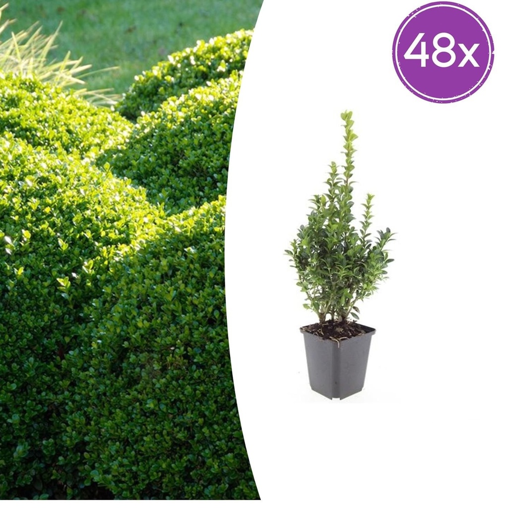 Gewöhnlicher Buchsbaum 48er-Set (Buxus sempervirens) – winterharter immergrüner Strauch, Topf-Ø 9 cm, Höhe ca. 25 cm