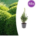 Gewöhnlicher Buchsbaum 48er-Set (Buxus sempervirens) – winterharter immergrüner Strauch, Topf-Ø 9 cm, Höhe ca. 25 cm