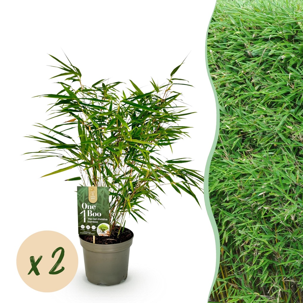 Bambus - Fargesia rufa - Grün - 2 Pflanzen - Immergrün - Nicht Ausbreitend - Topf 17cm Höhe 60cm