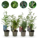 Gartenbambus (Fargesia mix) – winterharte immergrüne Heckenpflanze, Höhe ca. 14 cm