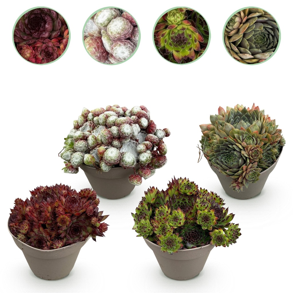 Bodendecker - Winterhart - Sempervivum Big Sam - 4 Pflanzen - Verschiedene Farben - Wenig Pflege - Topf 14cm Höhe 17cm