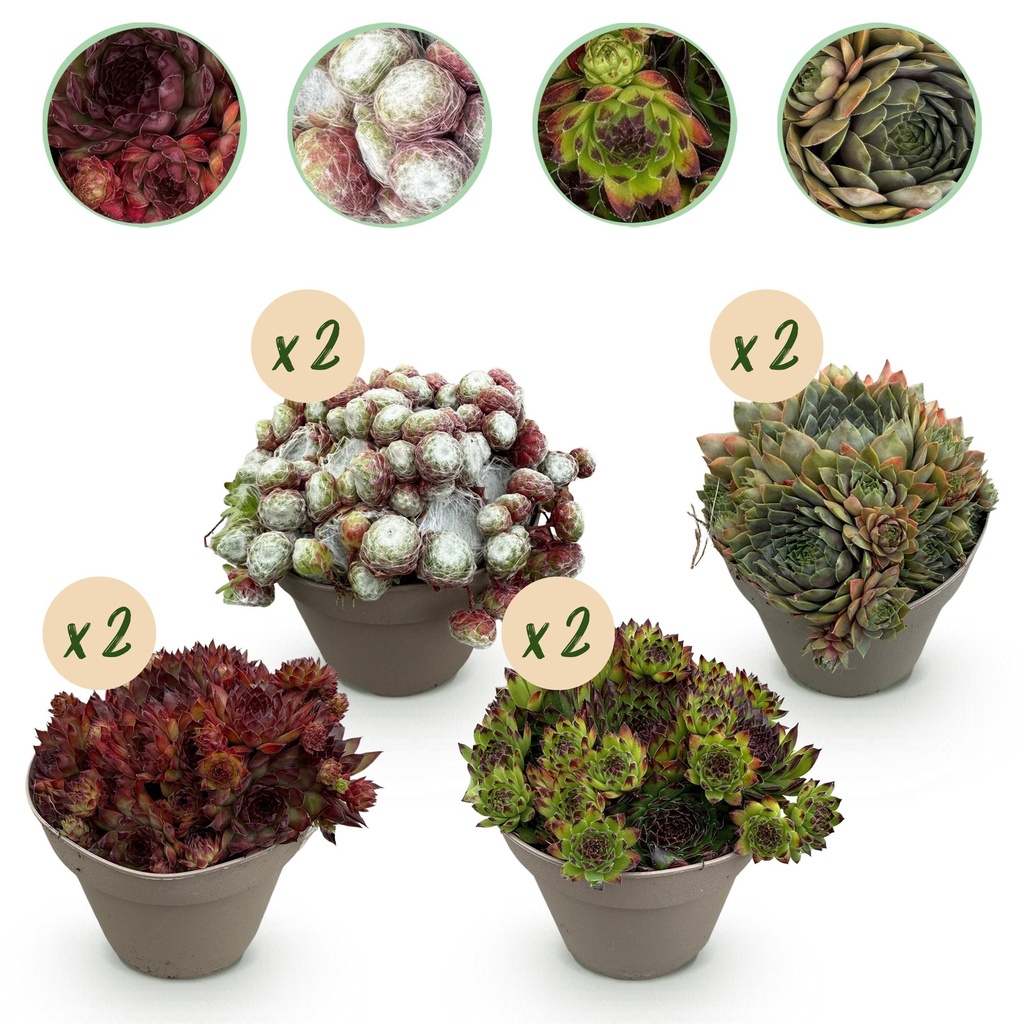 Bodendecker - Winterhart - Sempervivum Big Sam - 8 Pflanzen - Verschiedene Farben - Wenig Pflege - Topf 14cm Höhe 17cm