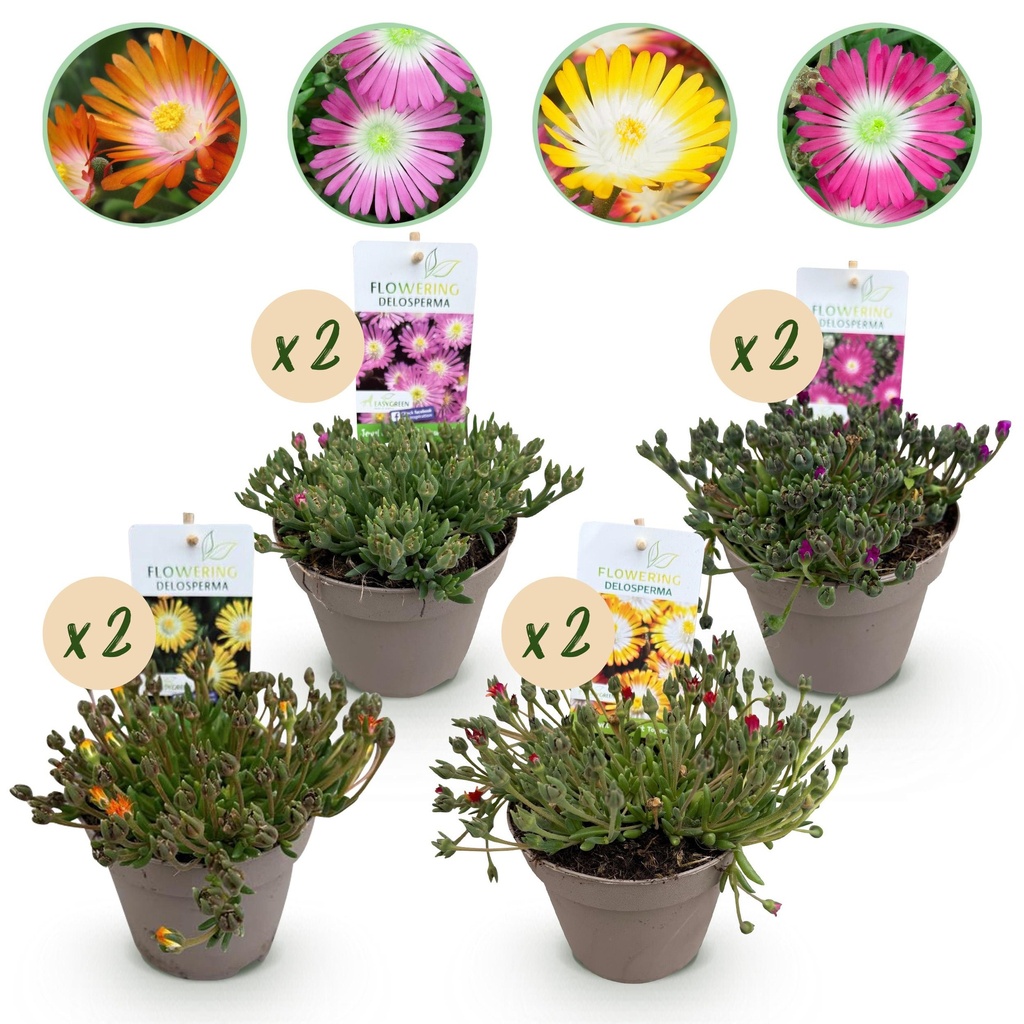 Bodendecker - Winterhart - Delosperma Jewel of Dessert - 8 Pflanzen - Farben Rot - Orange - Lila - Rosa - Pflegeleicht - Topf 14cm Höhe 17cm