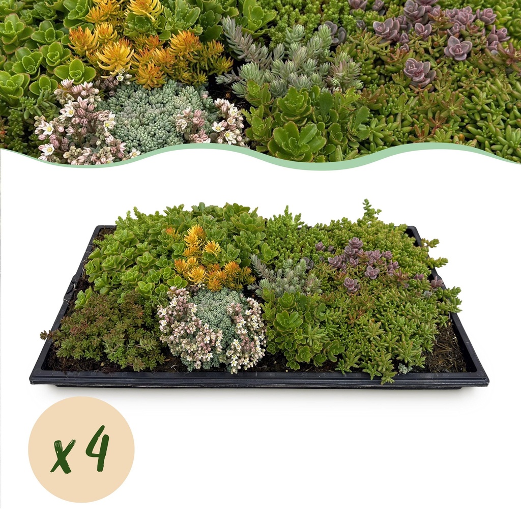 Bodendecker – Winterhart – Sedummatte – Besteht aus 10 Sorten – X4 – Wenig Pflege – Länge 50 cm Breite 30 cm