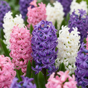 10x Hyacinthus Pastel mix - Pastellhyazinthe - Pastel - Frühlingsblüher - Zwiebelgröße 14/15