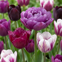 12x Tulipa Blueberry mix - Tulpe Blueberry mix - Verschiedenes - Frühlingsblüher - Zwiebelgröße 11/12
