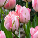 12x Tulipa Double Pink - Gefüllte rosa Tulpe - Rosa - Frühlingsblüher - Zwiebelgröße 11/12
