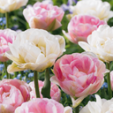 12x Tulipa Double Sensation - Gefüllte Tulpe Double Sensation - Diverses - Frühlingsblüher - Zwiebelgröße 11/12