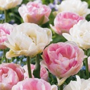 Tulpe 'Double Sensation' (Tulipa) – Blumenzwiebeln, 12 Zwiebeln