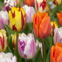 Tulpe 'Flaming Beauty' (Tulipa) – Blumenzwiebeln, 15 Zwiebeln