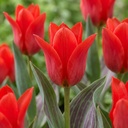 Tulpe 'Greigii Red' (Tulipa) – Blumenzwiebeln, 15 Zwiebeln
