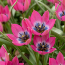 25x Tulipa Little Beauty - Tulpe Little Beauty - Rosa - Frühlingsblüher - Zwiebelgröße 6/+