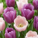 12x Tulipa Macron mix - Tulpe Macron Mischung - Verschiedenes - Frühlingsblüher - Zwiebelgröße 11/12