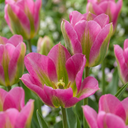 12x Tulipa Strawberry Lemonade - Tulpe Strawberry Lemonade - Diverses - Frühlingsblüher - Zwiebelgröße 11/12