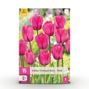 15x Tulipa Triumph Pink - Triumph-Tulpe - Rosa - Frühlingsblüher - Zwiebelgröße 11/12