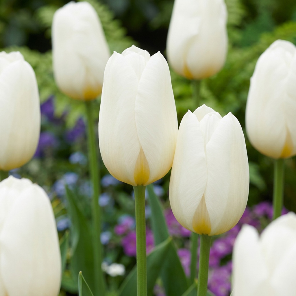 Tulpe 'Triumph White' (Tulipa) – Blumenzwiebeln, 15 Zwiebeln