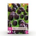 12x Tulipa Triumph Black - Triumph-Tulpe Black - Dunkel Lila - Frühlingsblüher - Zwiebelgröße 11/12