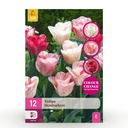 Tulpe 'Hemisphere' (Tulipa) – Blumenzwiebeln, 12 Zwiebeln