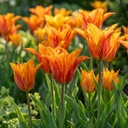 Tulpe 'Vendeeglobe' (Tulipa) – Blumenzwiebeln, 12 Zwiebeln