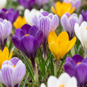 Krokus 'Large Flowering' (Crocus) – Blumenzwiebeln, 30 Zwiebeln