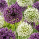 Zierlauch 'Purple' (Allium giganteum) – Zierlauch-Zwiebeln, 15 Zwiebeln