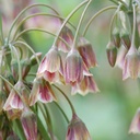 30x Allium Siculum - Sizilianischer Honigknoblauch - Rot - Sommerblüher - Zwiebelgröße 8/10