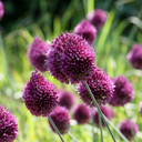 100x Allium Sphaerocephalon - Kugellauch - Lila - Sommerblüher - Zwiebelgröße 5/6