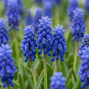 50x Muscari Armeniacum - Armenische Traubenhyazinthe - Blau - Verwilderungszwiebel - Zwiebelgröße 8/9