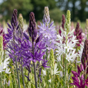 5x Camassia Leichtlinii Mix - Leichtlins Prärielilie Mix - Blau und Weiß - Sommerblüher - Zwiebelgröße 12/14