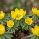 Winterling 'Cilicica' (Eranthis hyemalis) – Winterling-Knollen, 25 Zwiebeln
